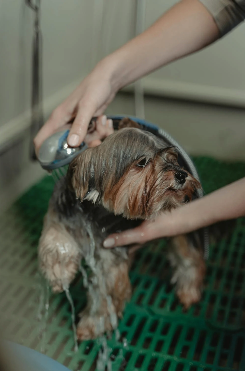 Pet Grooming by RANDEVU - Image 1
