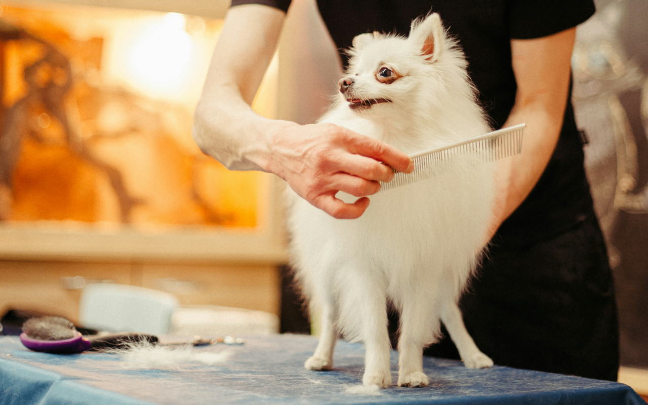 Maya's Friends - Pet Grooming - Image 5