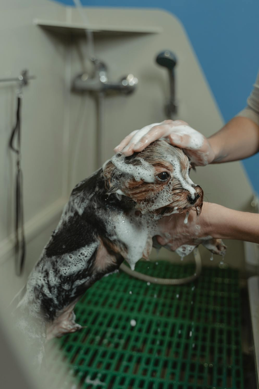 Pet Grooming by RANDEVU - Image 2