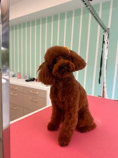 Silk Paws | Pet Grooming - Κορυδαλλός - Image 2