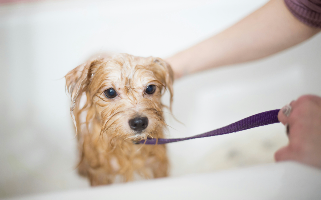 Maya's Friends - Pet Grooming - Image 3