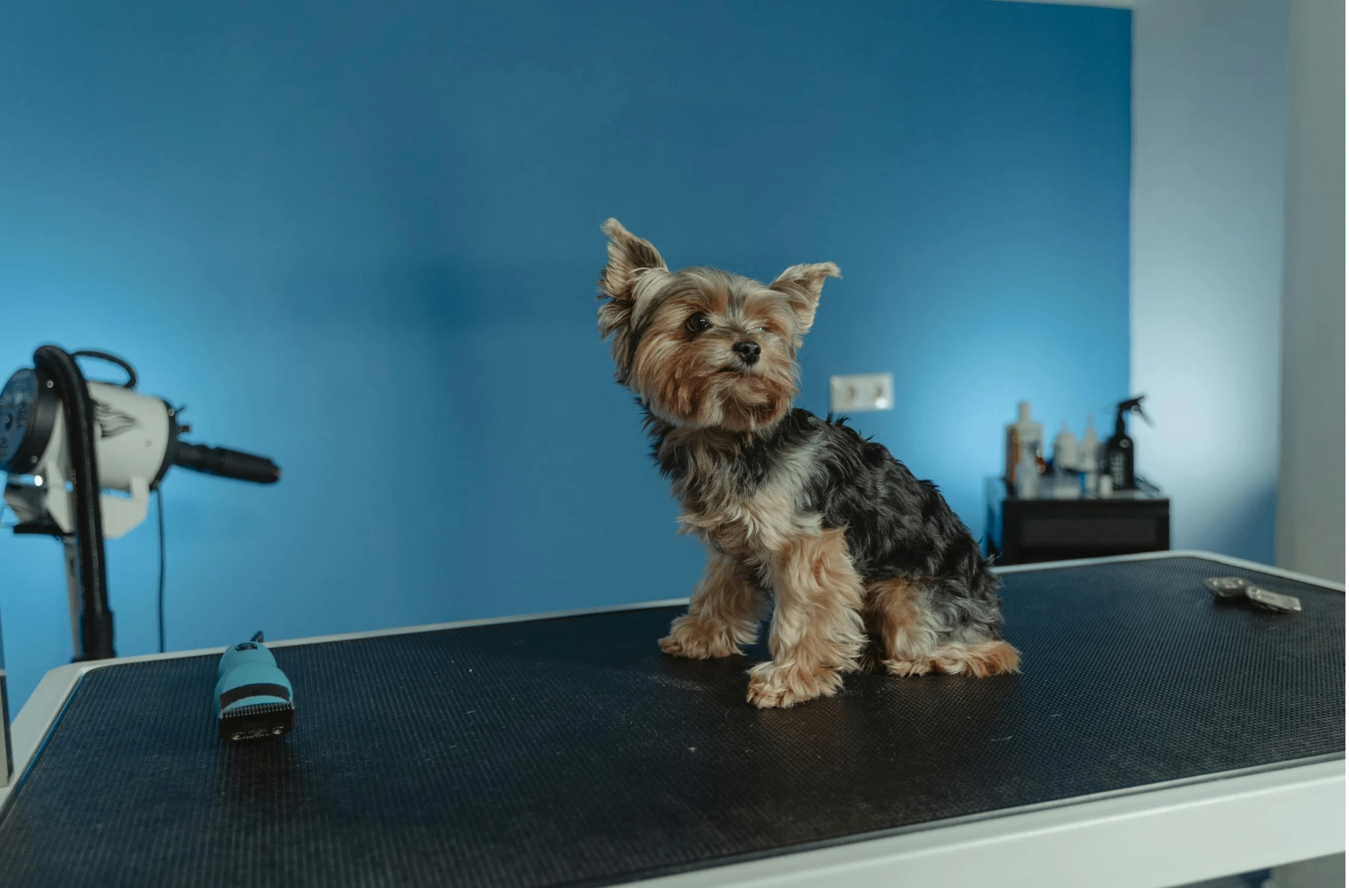 Pet Grooming by RANDEVU - Image 5