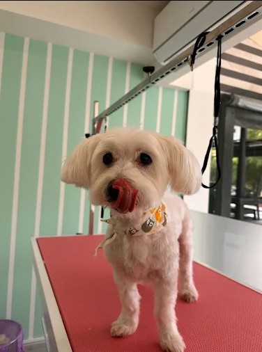Silk Paws | Pet Grooming - Κορυδαλλός - Image 3