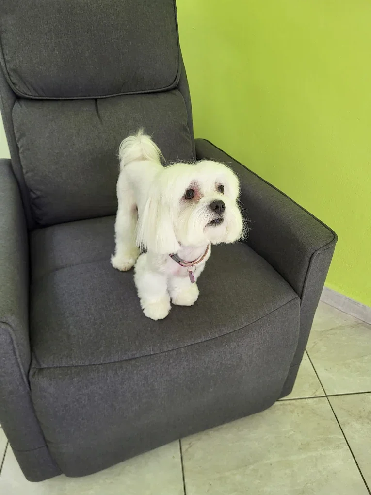 The pet Grooming house by Rainbow Mark - Image 2