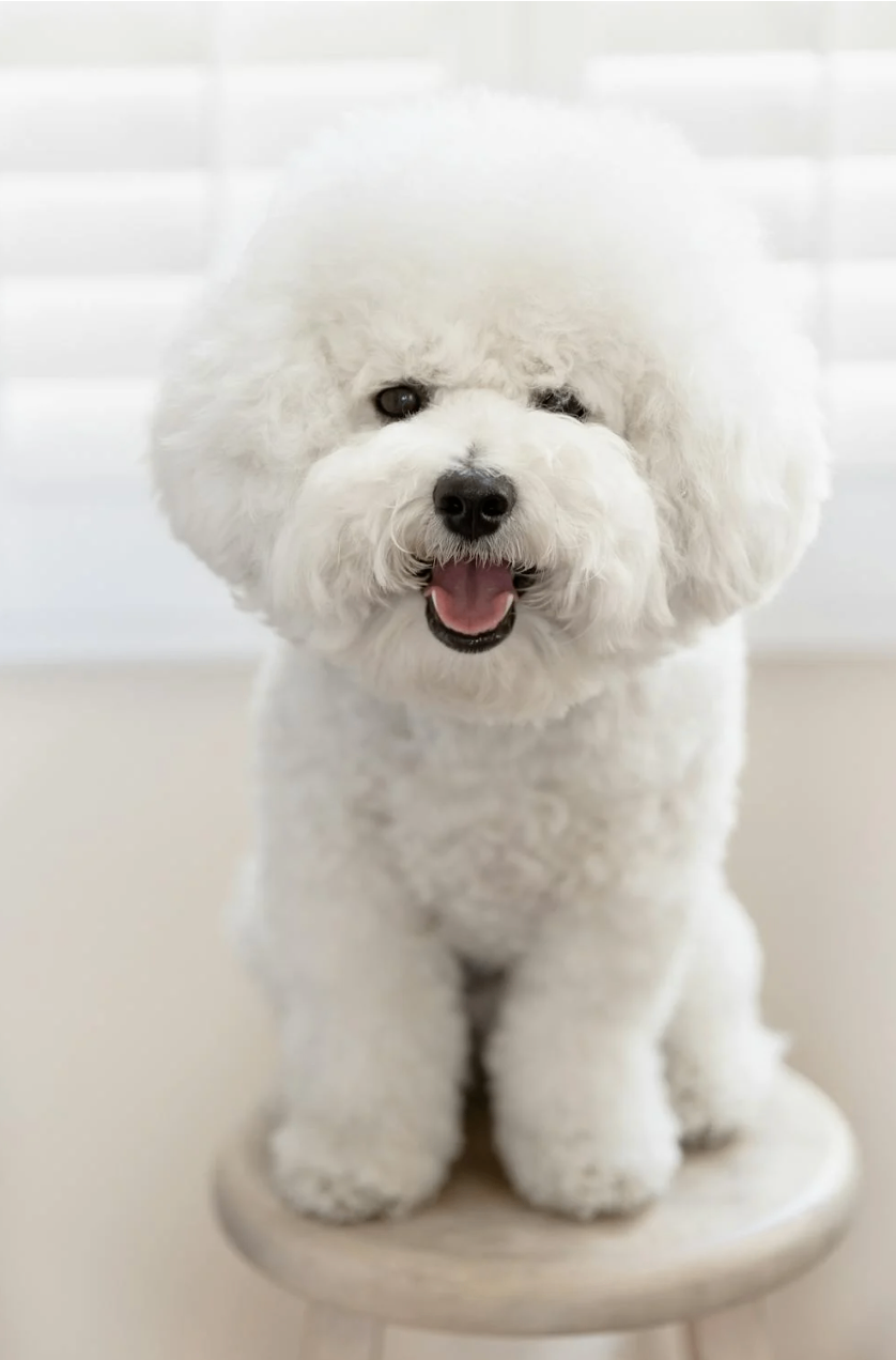 Pet Grooming by RANDEVU - Image 4