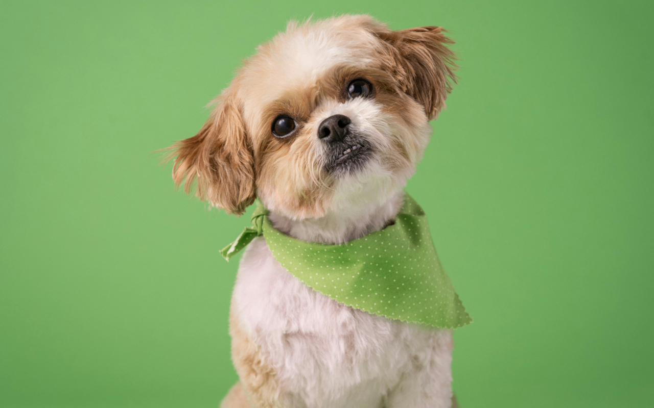 Maya's Friends - Pet Grooming - Image 4