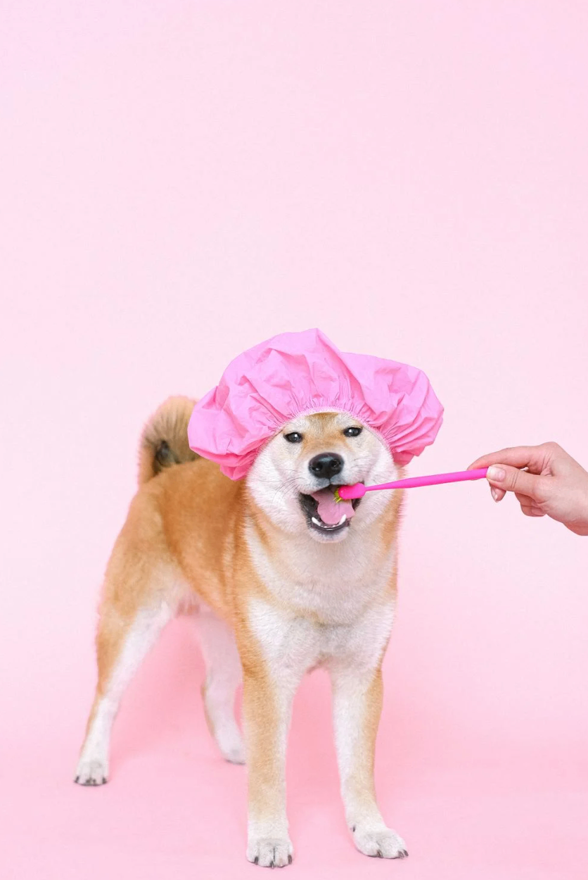 Pet Grooming by RANDEVU - Image 3