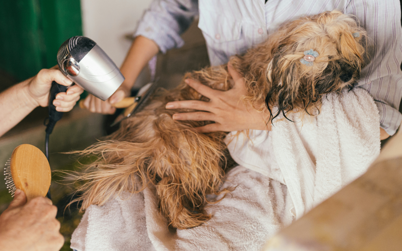 Maya's Friends - Pet Grooming - Image 2