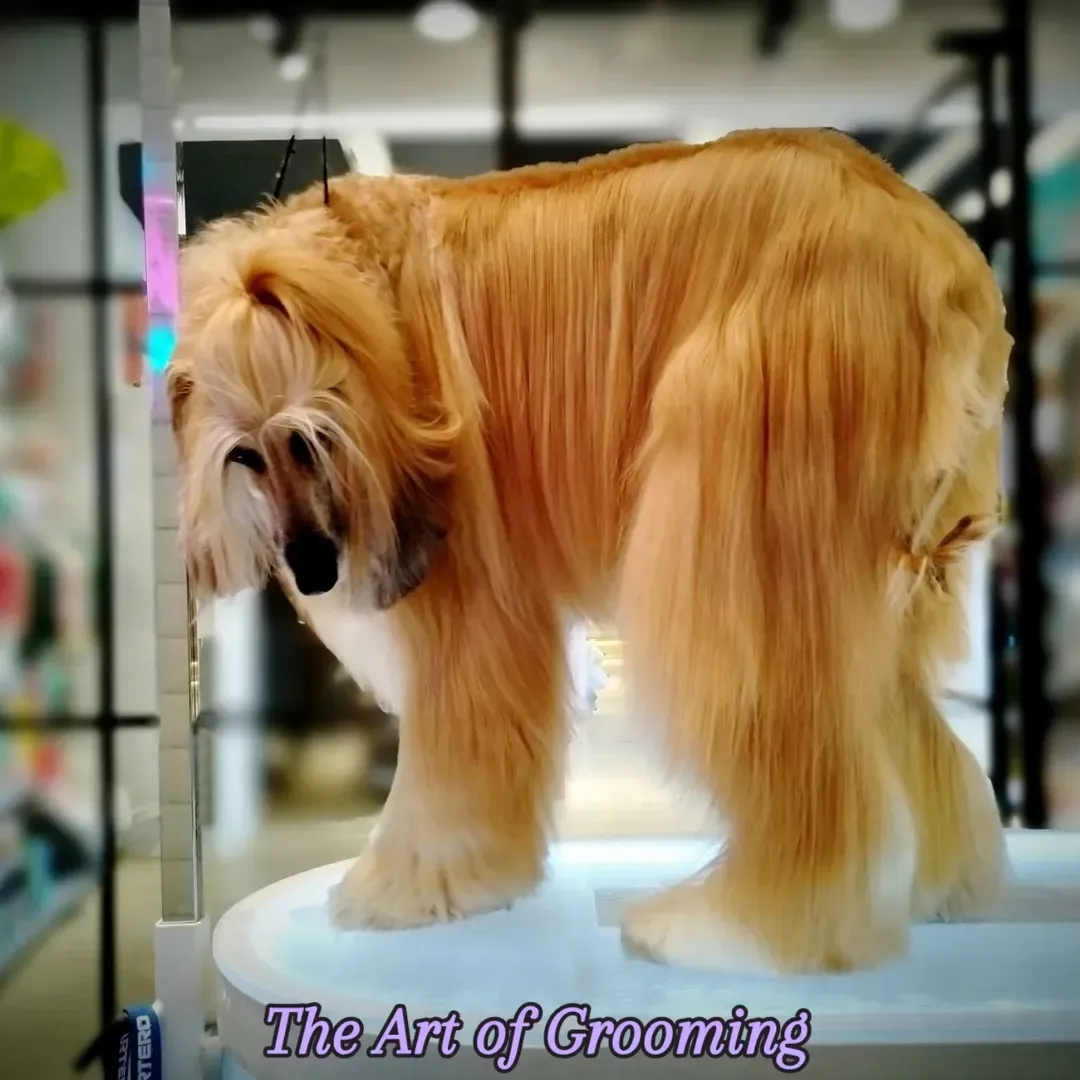 Maya's Friends - Pet Grooming - Image 6