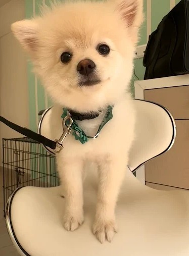 Silk Paws | Pet Grooming - Κορυδαλλός - Image 7