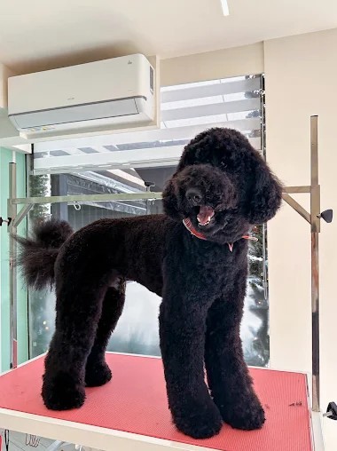 Silk Paws | Pet Grooming - Κορυδαλλός - Image 1