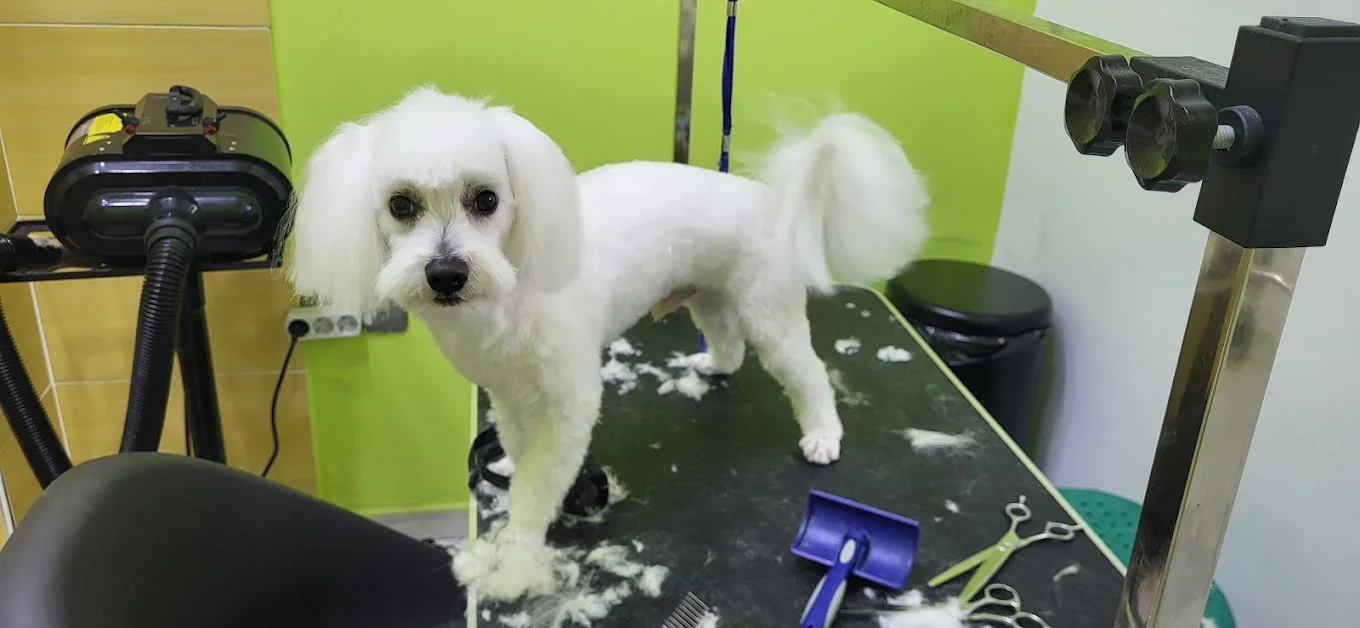 The pet Grooming house by Rainbow Mark - Image 3