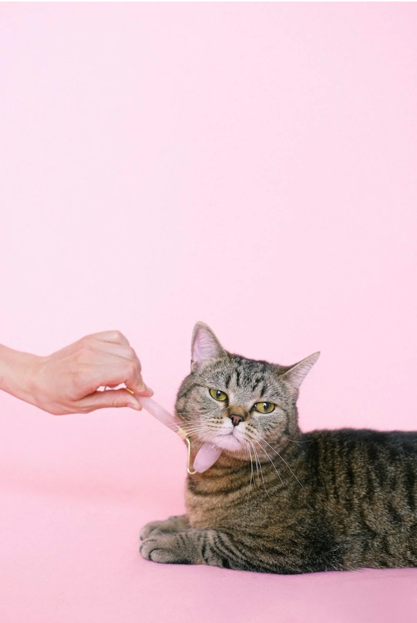 Pet Grooming by RANDEVU - Image 7